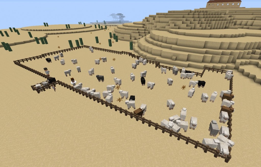 Aavikkomaisema. Iso aitaus, jossa on paljon lampaita.
